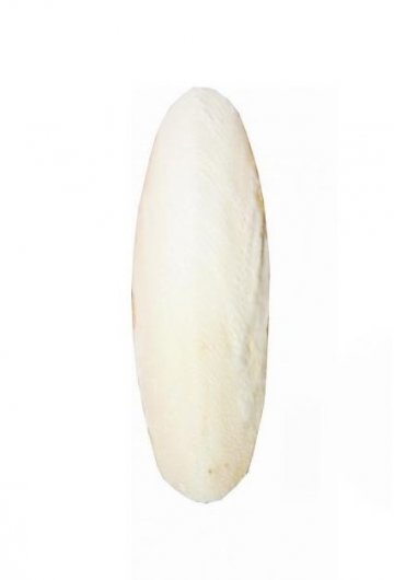 Fine Pet Sépiová kost broušená 15cm (+/- 3cm) 1ks