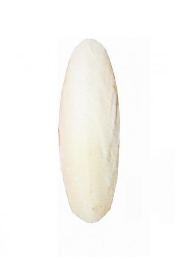 Fine Pet Sépiová kost broušená 15cm (+/- 3cm) 1ks Fine Pet Sépiová kost broušená 15cm (+/- 3cm) 1ks