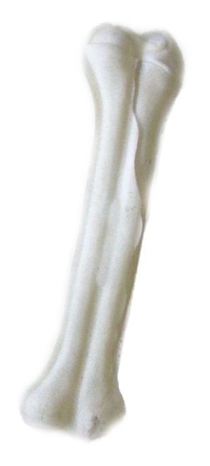 Kost bůvolí BÍLÁ 10cm Kost bůvolí BÍLÁ 10cm