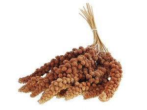 Apetit Senegálské proso v klasech-červené 100g Apetit Senegálské proso v klasech-červené 100g