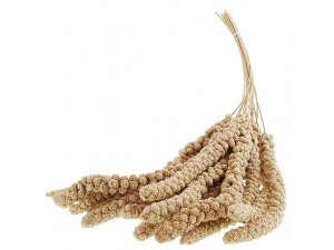 Apetit Senegálské proso v klasech-žluté 100g Apetit Senegálské proso v klasech-žluté 100g